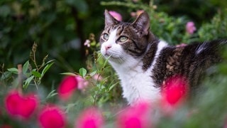 eine Hauskatze in einem Garten (Archivbild)