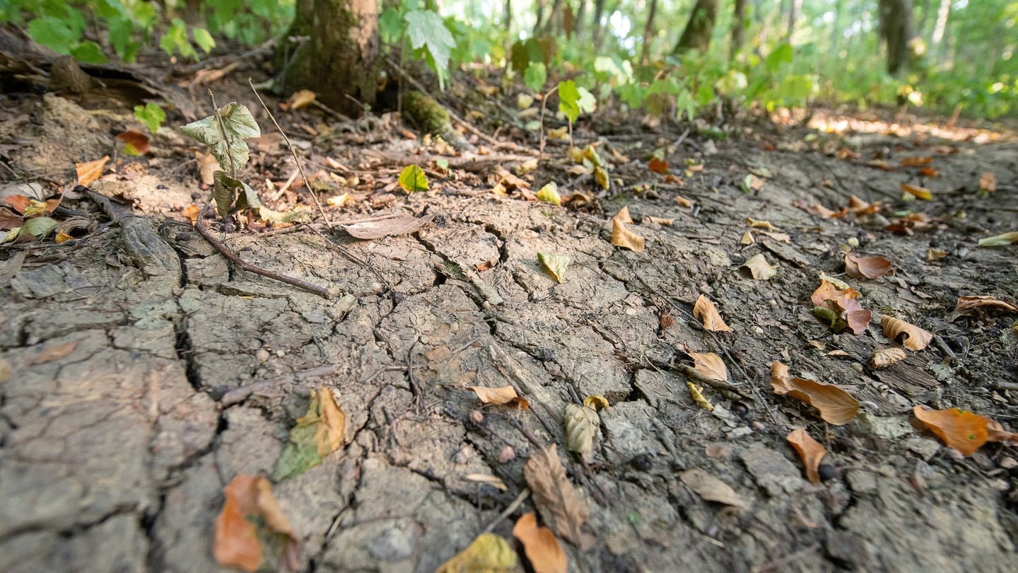 Trockener Boden und trockenes Laub: Der Wald leidet schon jetzt unter Wassermangel.
