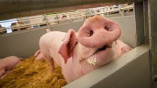 Schwein auf dem Landwirtschaftlichen Hauptfest