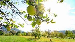 Äpfel hängen an einem Baum auf einer Streuobstwiese