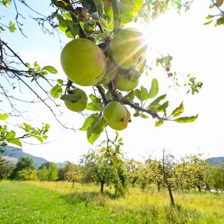 Äpfel hängen an einem Baum auf einer Streuobstwiese