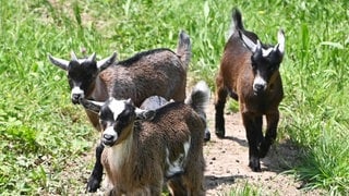 Drei Zicklein auf einer Wiese