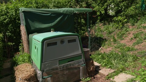 Der grüne Plastikstall auf dem Gelände von Sarah Wirth hat aus Sicht der Hühnerhalterin viele Vorteile.