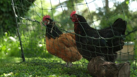 Im Garten von Sarah Wirth in Stuttgart stehen zwei Hühner vor einem Zaun.