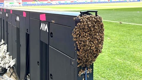 ein Schwarm Bienen in der digitalen Bande im Stuttgarter Stadion
