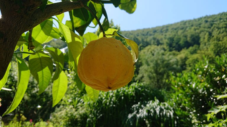 Eine Zitrone wächst am Fuß der Schwäbischen Alb.