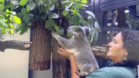 eine Pflegerin mit einem Koala in der Stuttgarter Wilhelma