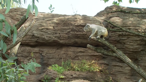 Ein junger Koala-Bär, der von einen auf den anderen Baum springt.