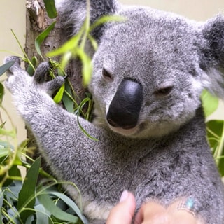 Seit einem Jahr sind die knuddeligen Koalas in der Stuttgarter Wilhelma.