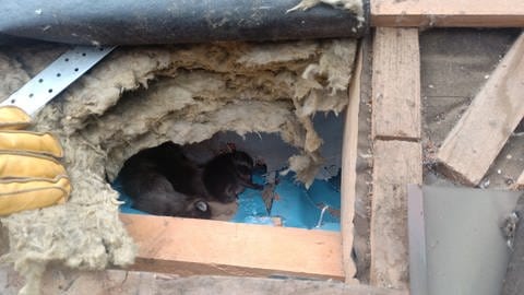 Schäden von Waschbären in der Dachdämmung