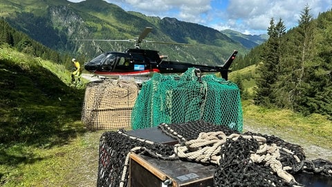 Steinböcke der Wilhelma werden in die Auswilderung geflogen