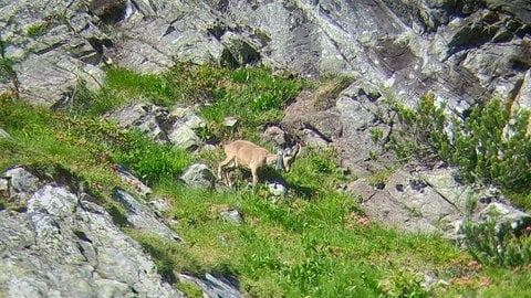 Ein frei gelassener Steinbock in den österreichischen Alpen