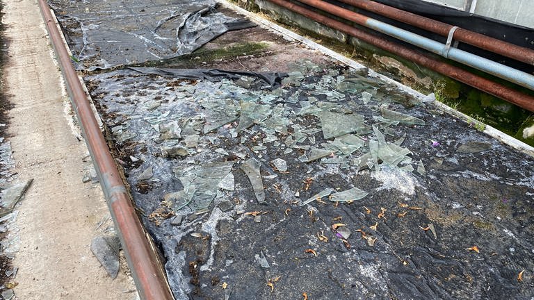 Scherben auf dem Boden eines Gewächshauses, nachdem Hagel das Dach zerstört hat.