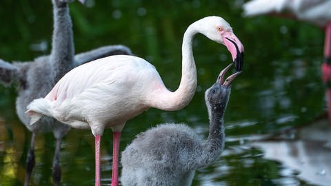 Die Flamingo-Küken in der Wilhelma werden von ihren Eltern mit hervorgewürgter Kropfmilch gefüttert.