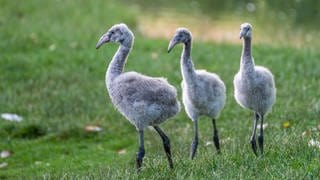 Nachwuchs: In der Wilhelma in Stuttgart haben drei kleine Flamingos ihr Nest verlassen und erkunden die Anlage.
