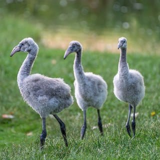 Nachwuchs: In der Wilhelma in Stuttgart haben drei kleine Flamingos ihr Nest verlassen und erkunden die Anlage.
