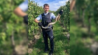 Ein Polizist hält eine Kaiserboa in einem Weinberg.