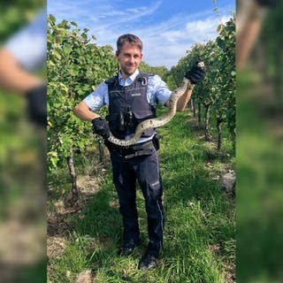 Ein Polizist hält eine Kaiserboa in einem Weinberg.