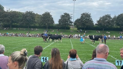 Zahlreiche Besucher stehen am Rand des Sportfeldes und schauen den Kühen beim Geschäft verrichten zu.