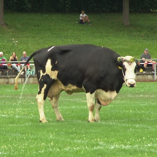 Eine Kuh steht auf dem Feld und erleichert sich.