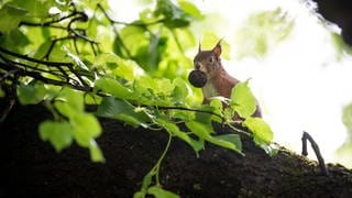 Ein Eichhörnchen sitzt mit einer Nuss im Wald.