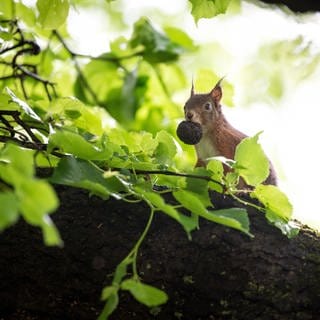 Ein Eichhörnchen sitzt mit einer Nuss im Wald.