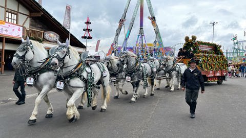 Bierkutscher beim Cannstatter Volksfest 2022