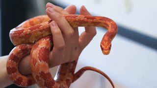 Eine Frau hält eine Kornnatter in ihrer Hand (Symbolbild)