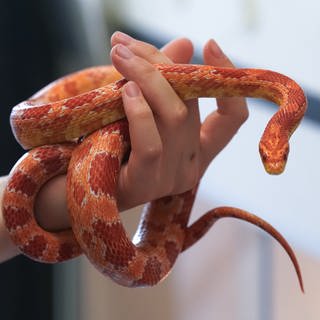 Eine Frau hält eine Kornnatter in ihrer Hand (Symbolbild)