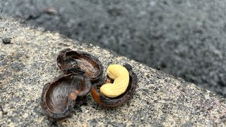 In Stuttgart wird eine Straßenkreuzung mit Bioasphalt aus Cashew-Schalen asphaltiert. 