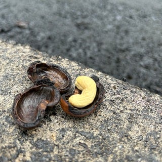 In Stuttgart wird eine Straßenkreuzung mit Bioasphalt aus Cashew-Schalen asphaltiert. 