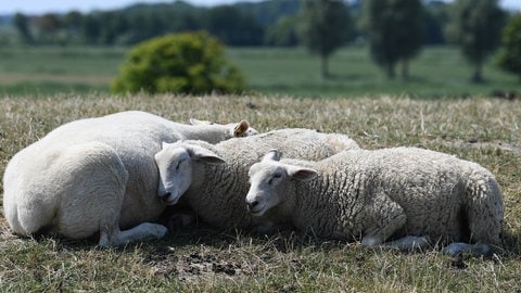 In Pleidelsheim im Kreis Ludwigsburg wurden Schafe von einer Wiese gestohlen und geschlachtet. (Symbolbild)