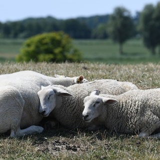 In Pleidelsheim im Kreis Ludwigsburg wurden Schafe von einer Wiese gestohlen und geschlachtet. (Symbolbild)