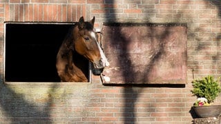 Nachdem in einem Reitstall in Korntal-Münchingen (Kreis Ludwigsburg) bereits zwei Mal eingebrochen wurde, wurde jetzt der mutmaßliche Täter geschnappt. (Symbolbild)