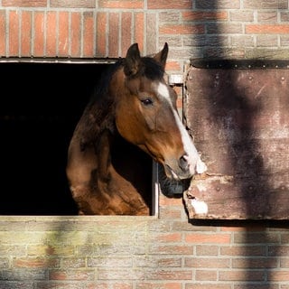 Nachdem in einem Reitstall in Korntal-Münchingen (Kreis Ludwigsburg) bereits zwei Mal eingebrochen wurde, wurde jetzt der mutmaßliche Täter geschnappt. (Symbolbild)