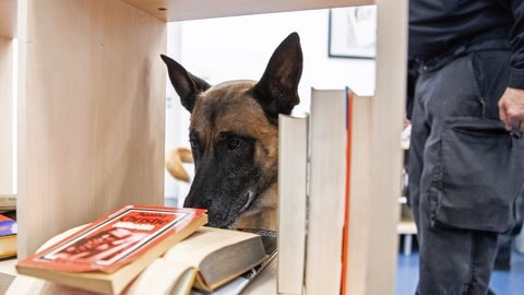 Ein Leichenspürhund bei der Suche in einer Wohnung (Symbolbild): Ermittler haben in einer Wohnung in Stuttgart die eingemauerte Leiche einer Frau entdeckt. 