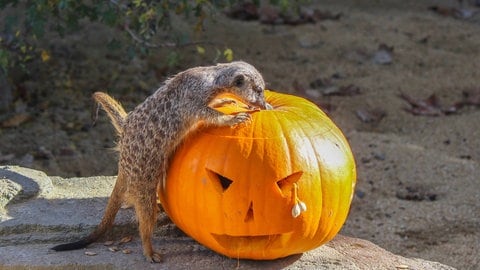 Ein neugieriges Erdmännchen in der Wilhelma beschnuppert einen Kürbis.