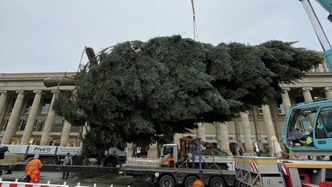 Auf dem Schlossplatz in Stuttgart wird der Weihnachtsbaum 2024 aufgestellt. 