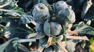 Rosenkohl aus der Region Stuttgart: Eine Pflanze steht auf einem Feld und ist noch von Tau überzogen.