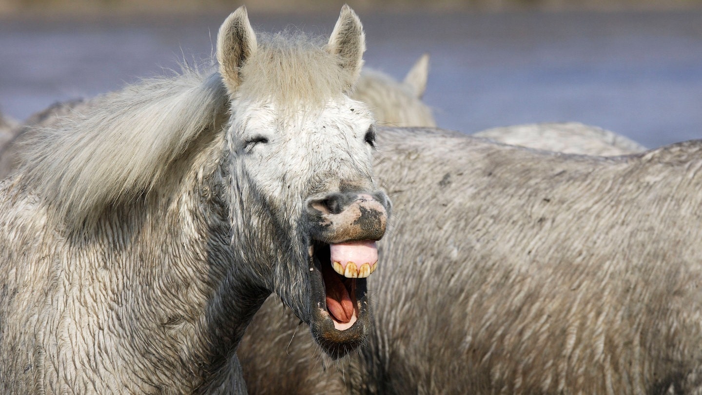 Ein wieherndes Pferd: Tiere auf dem Weihnachtsmarkt oder im Zirkus sorgen anhaltend für Diskussionen in derRegion Stuttgart im Advent.