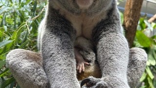 Nachwuchs bei den Koalas in der Wilhelma