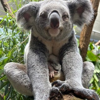 Nachwuchs bei den Koalas in der Wilhelma