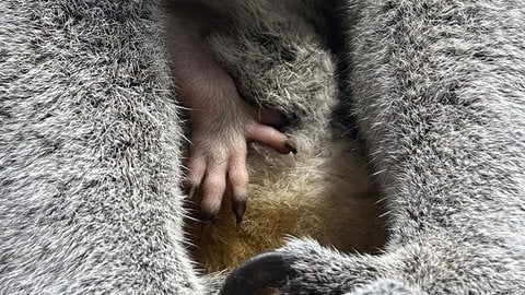 Nachwuchs bei den Koalas in der Wilhelma