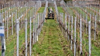 Ein Traktor fährt einen Weinberg hinunter (Symbolbild).