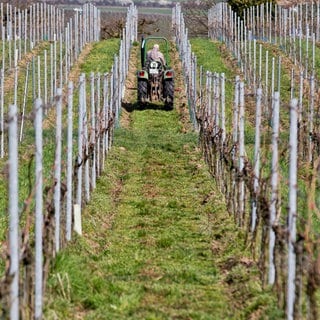 Ein Traktor fährt einen Weinberg hinunter (Symbolbild).