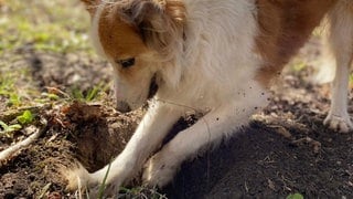 Am Neujahrsmorgen hat Hund Carlo einen menschlichen Finger gefunden.