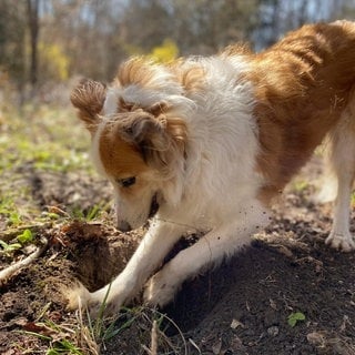 Am Neujahrsmorgen hat Hund Carlo einen menschlichen Finger gefunden.