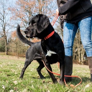 Eine Frau mit einem Labradormischling an der Leine: In der Gemeinde Altbach wird die Leinenpflicht ausgeweitet.