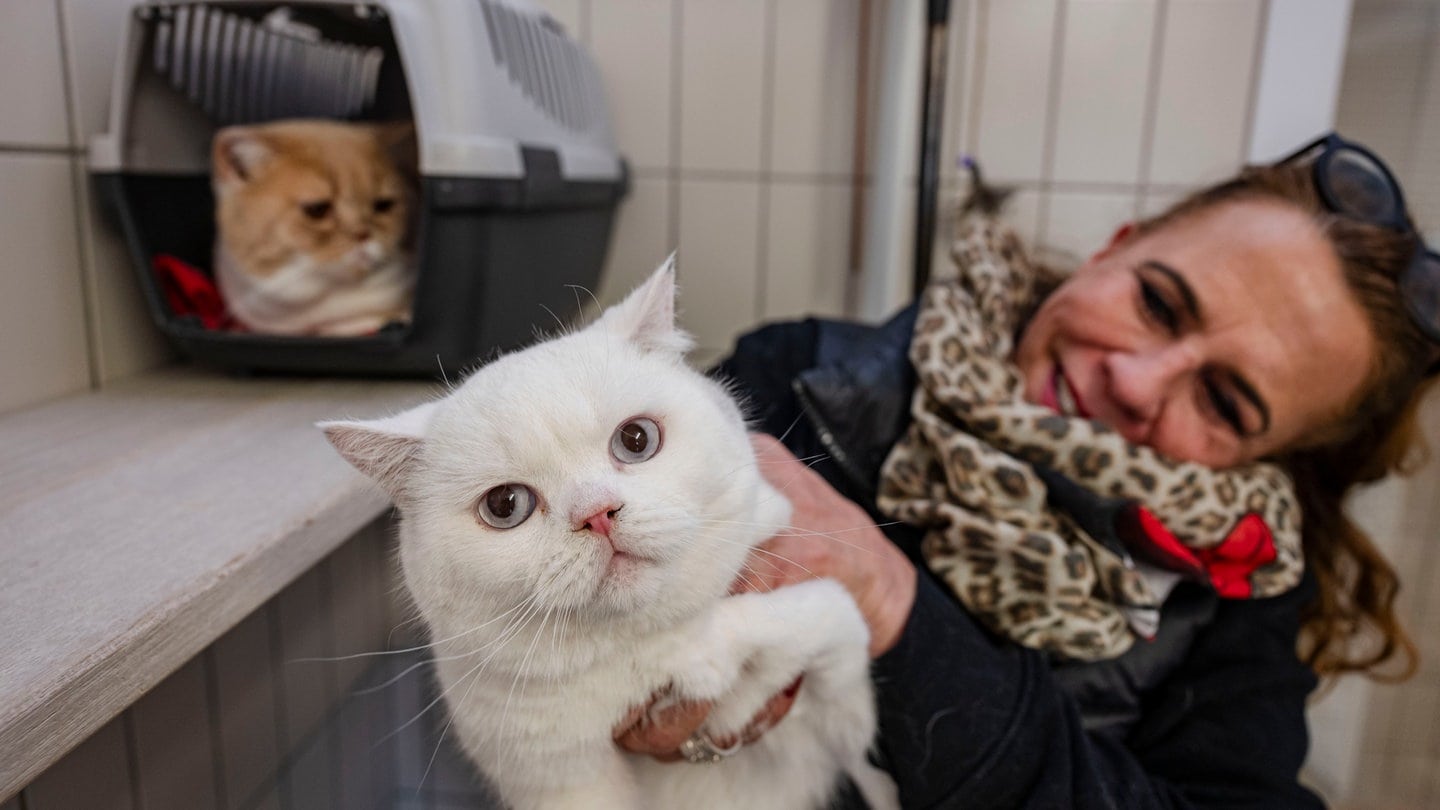 Frau hält weiße Katze. Insgesamt 22 kranke Katzen waren bei einer Kontrolle in einem illegalen Zuchtbetrieb in Stuttgart entdeckt worden.