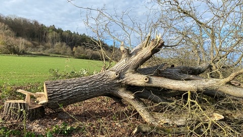 gefällter Obstbaum